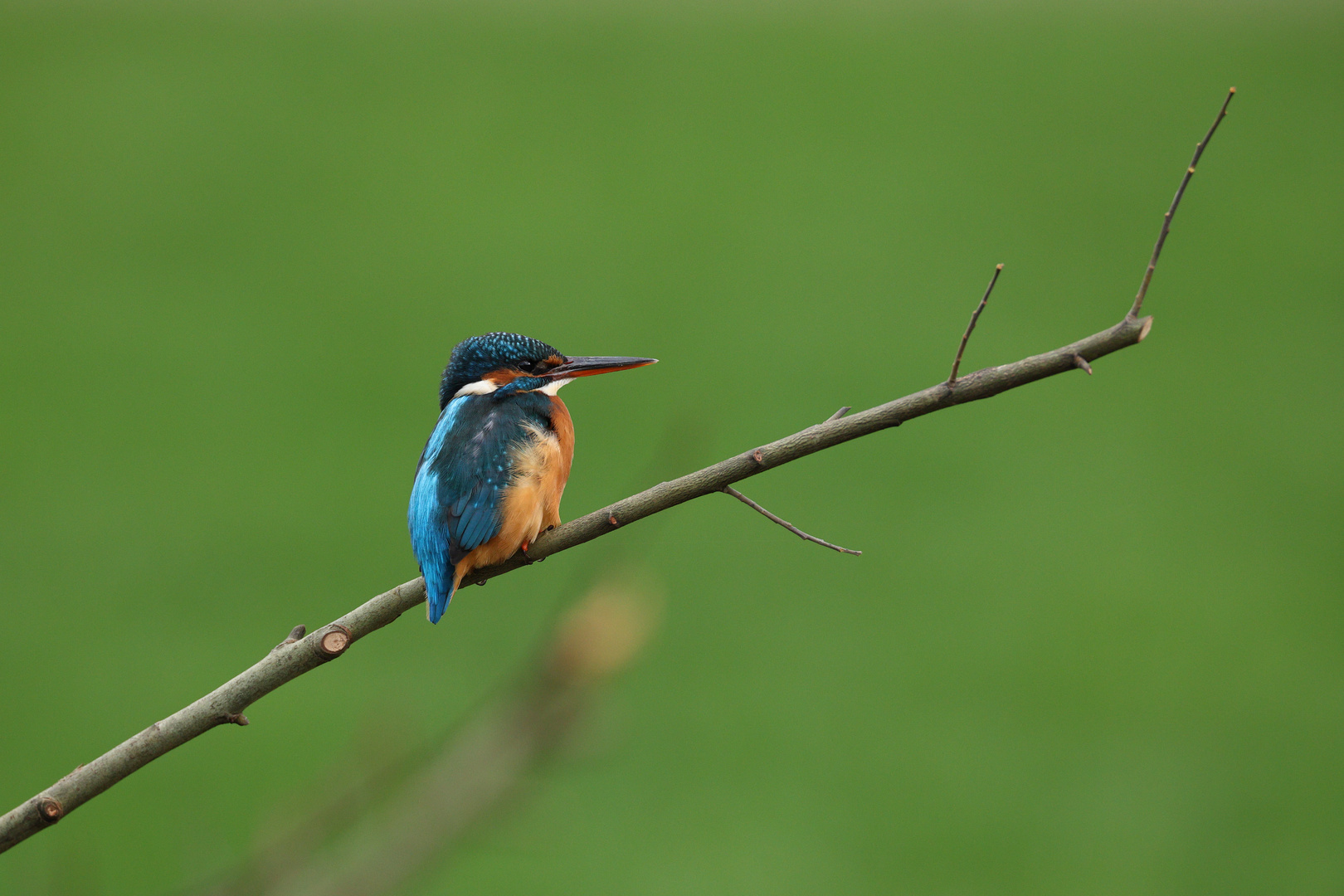 Eisvogel 