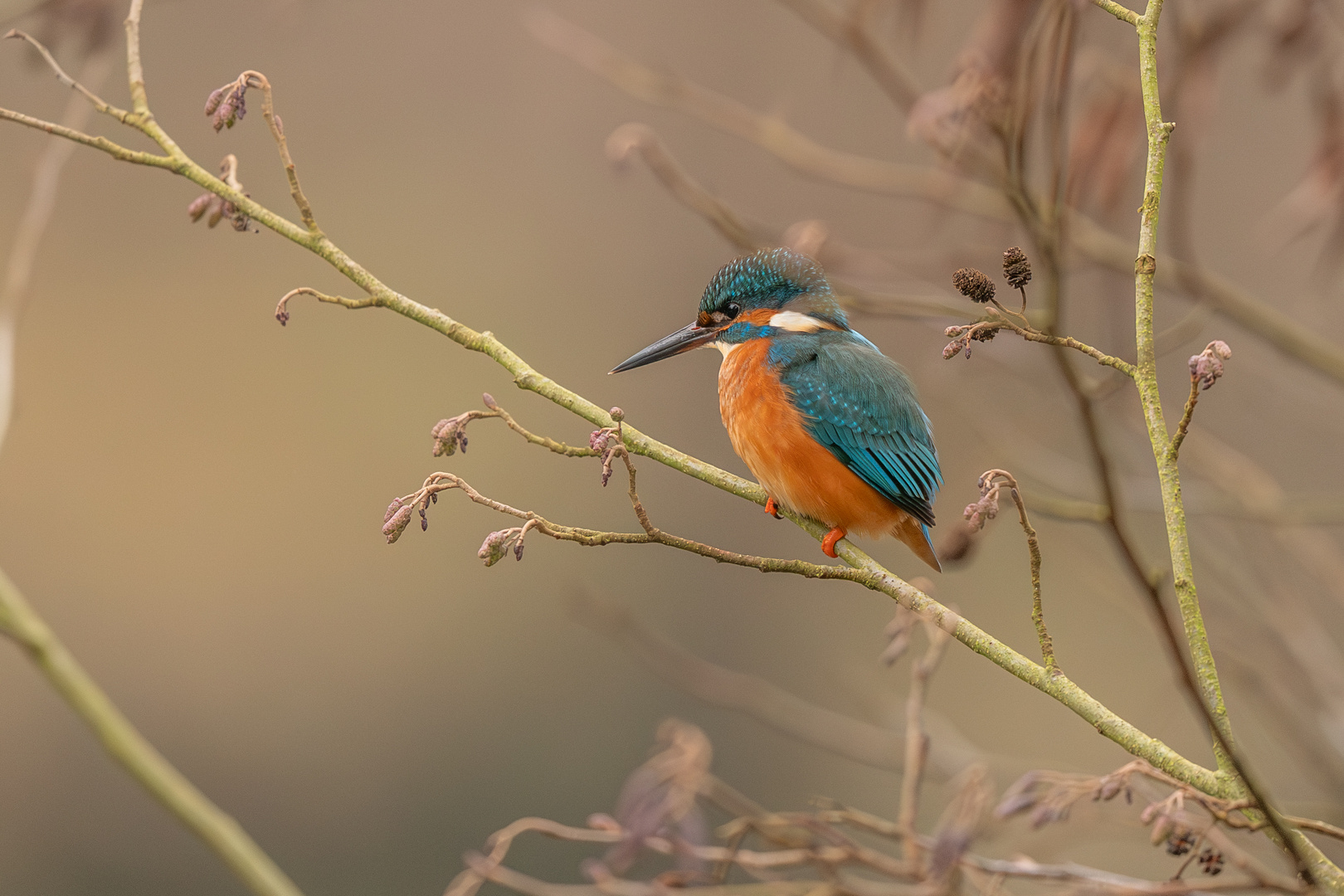 Eisvogel