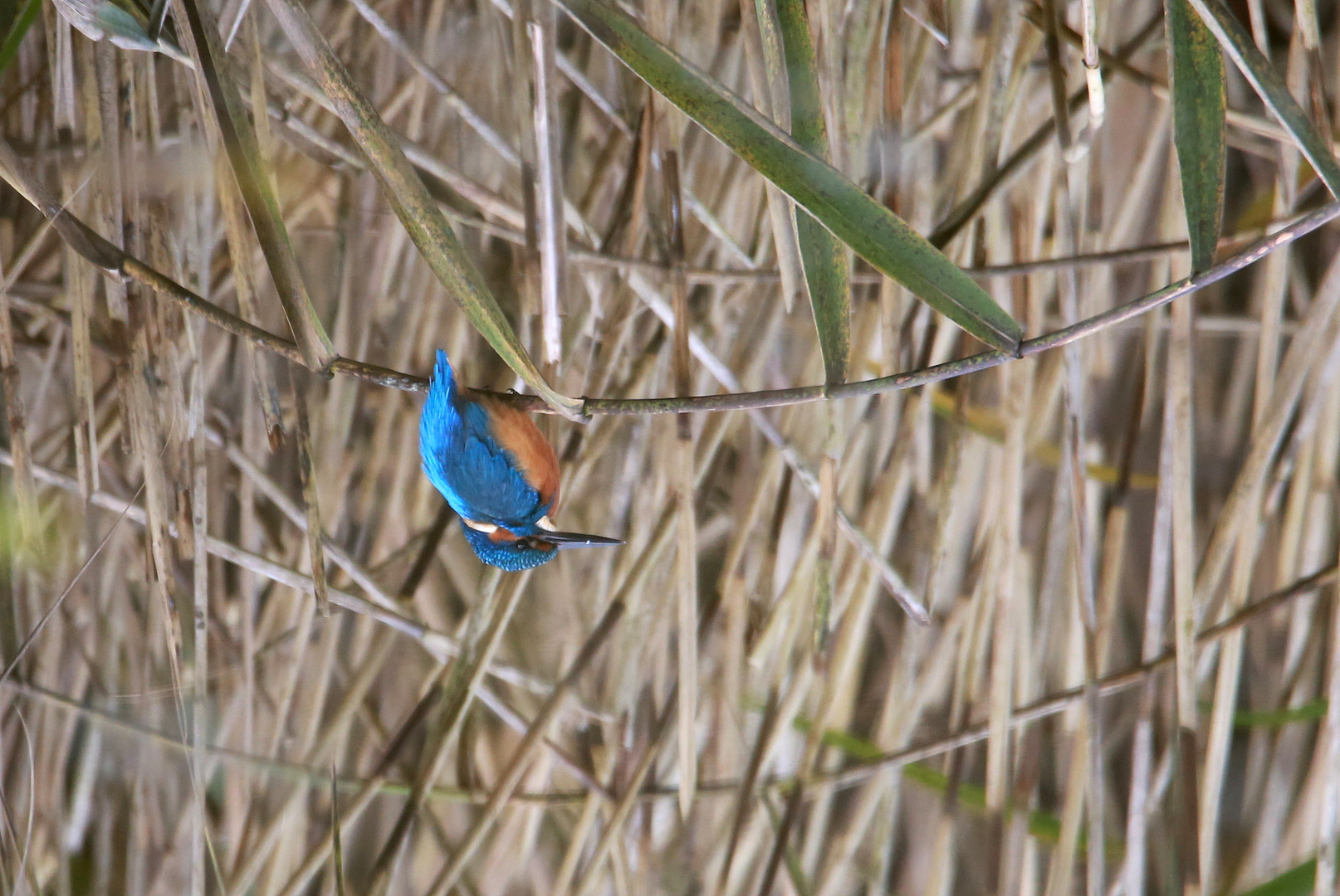 Eisvogel