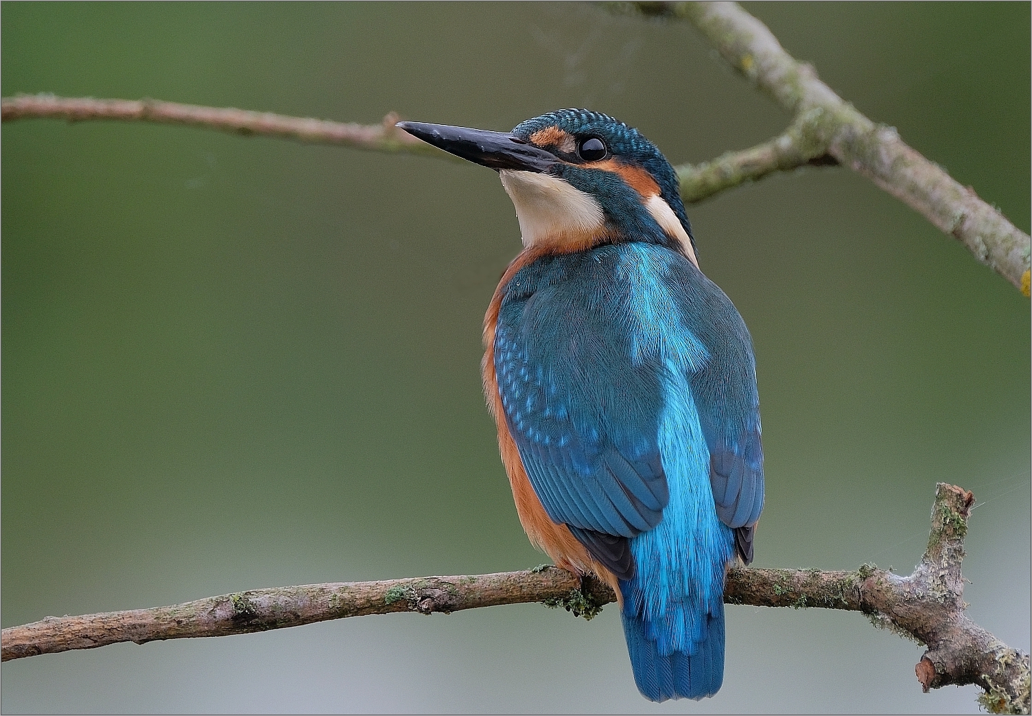 Eisvogel