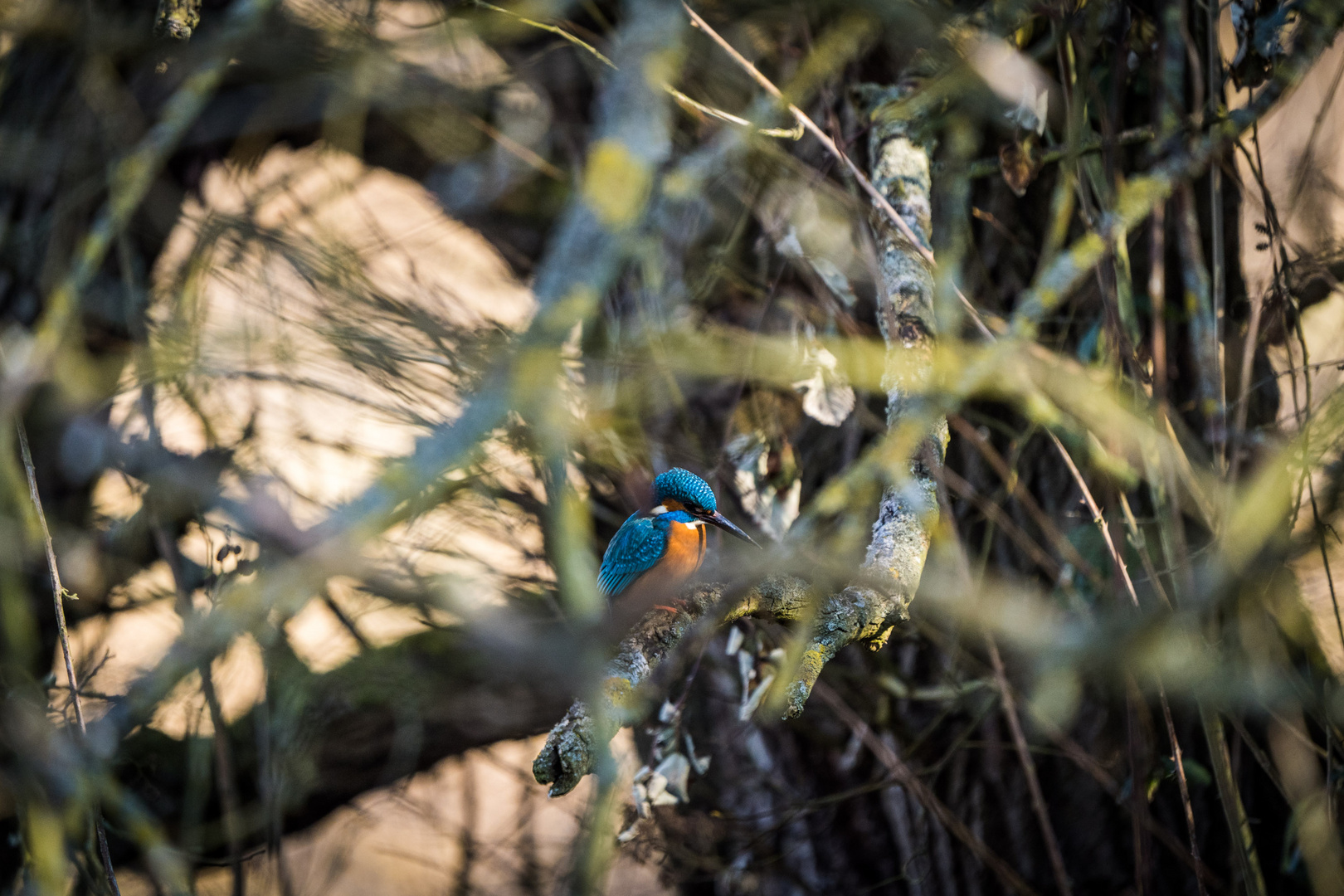 Eisvogel