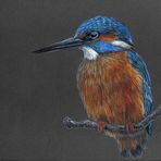 Eisvogel