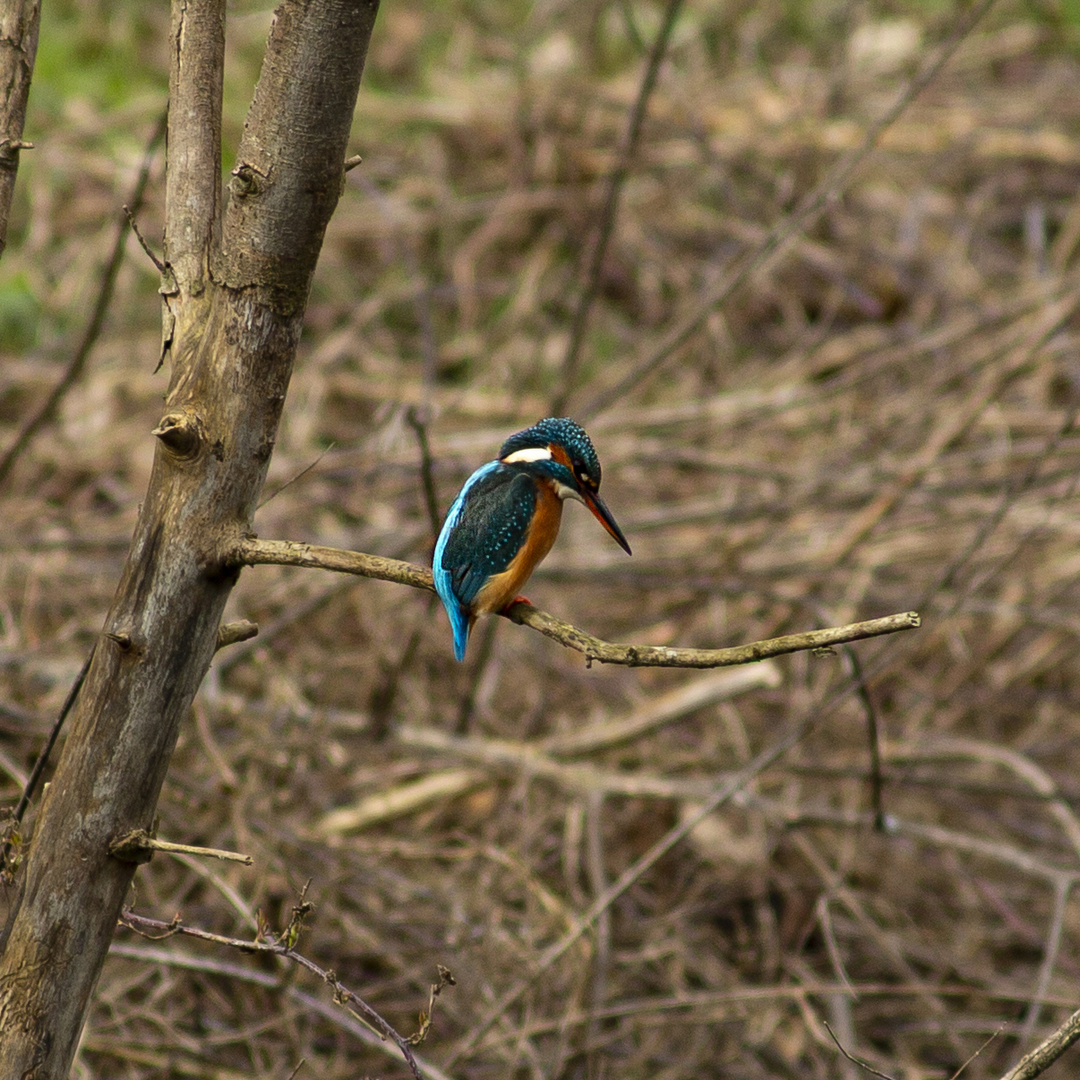 Eisvogel