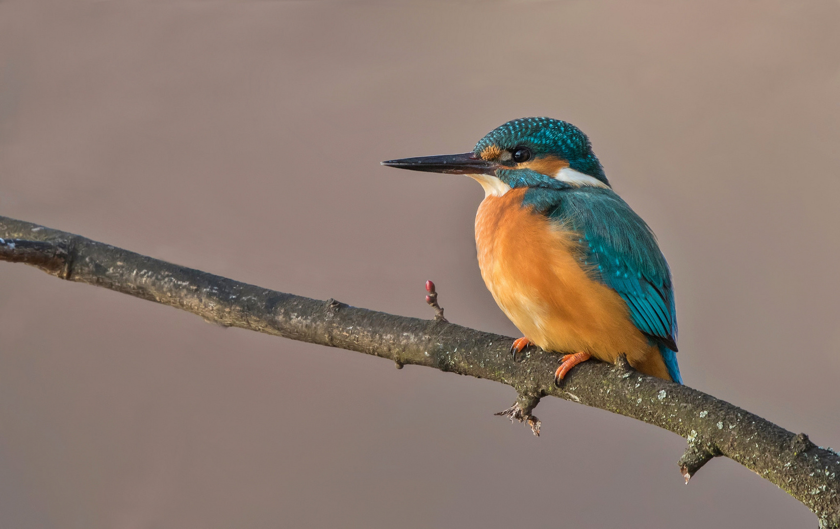 Eisvogel