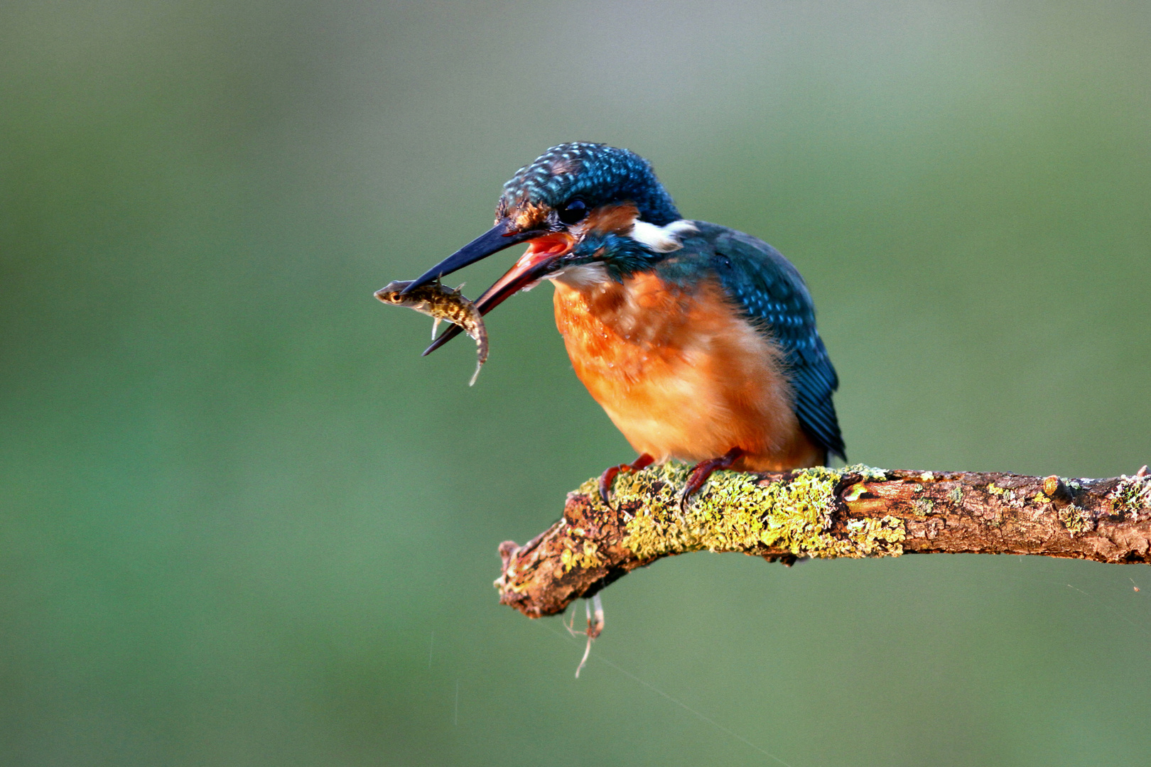 Eisvogel