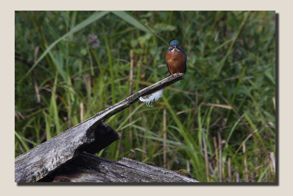 Eisvogel