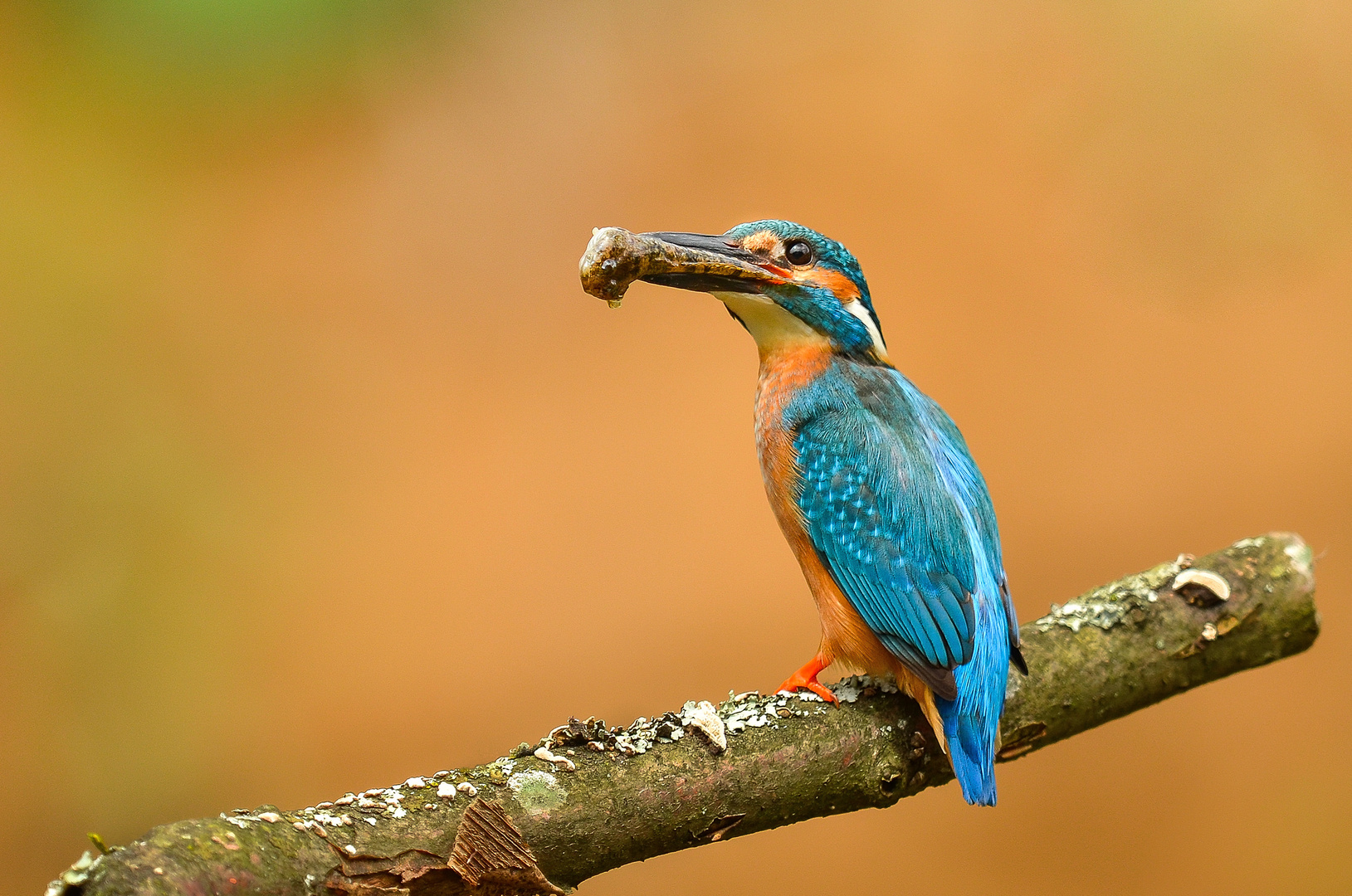 Eisvogel