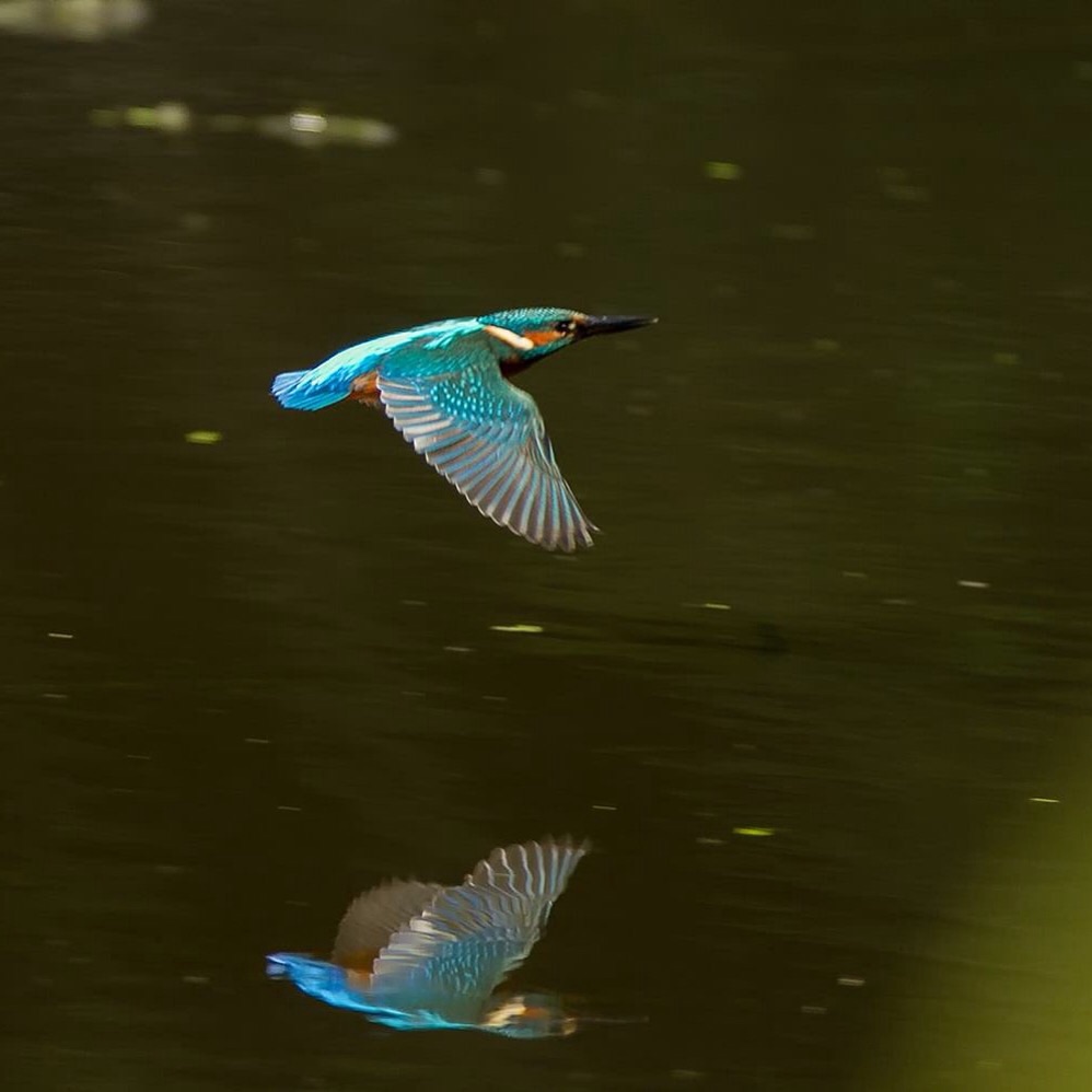 Eisvogel