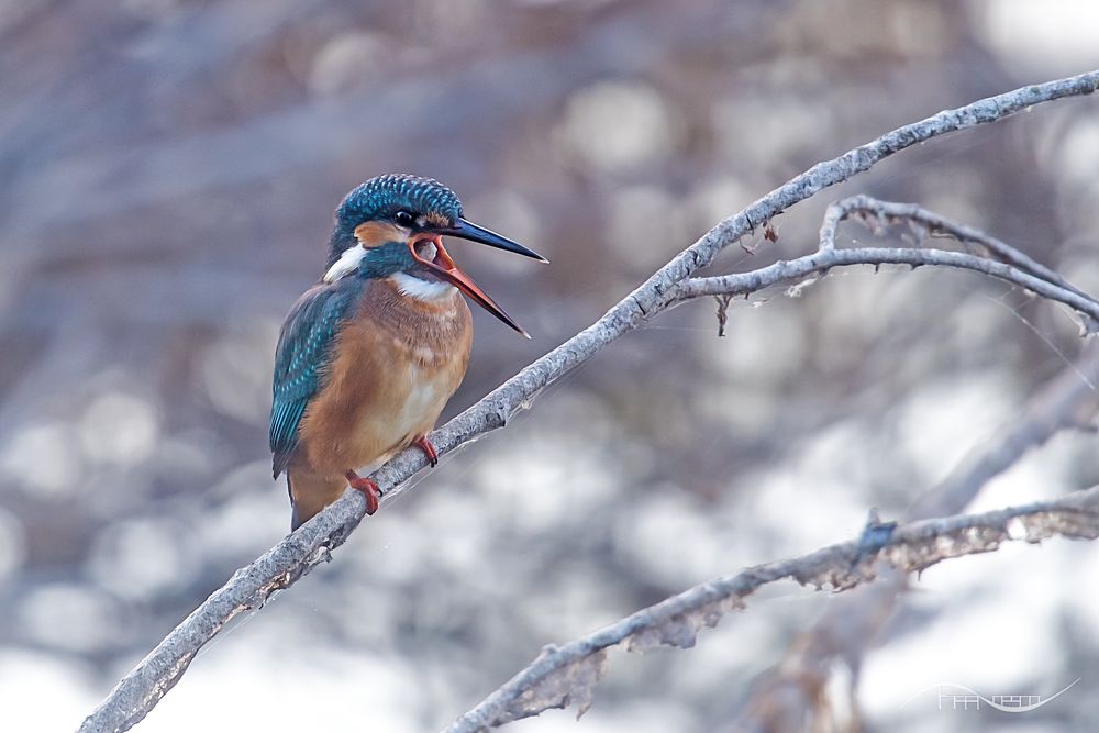 Eisvogel