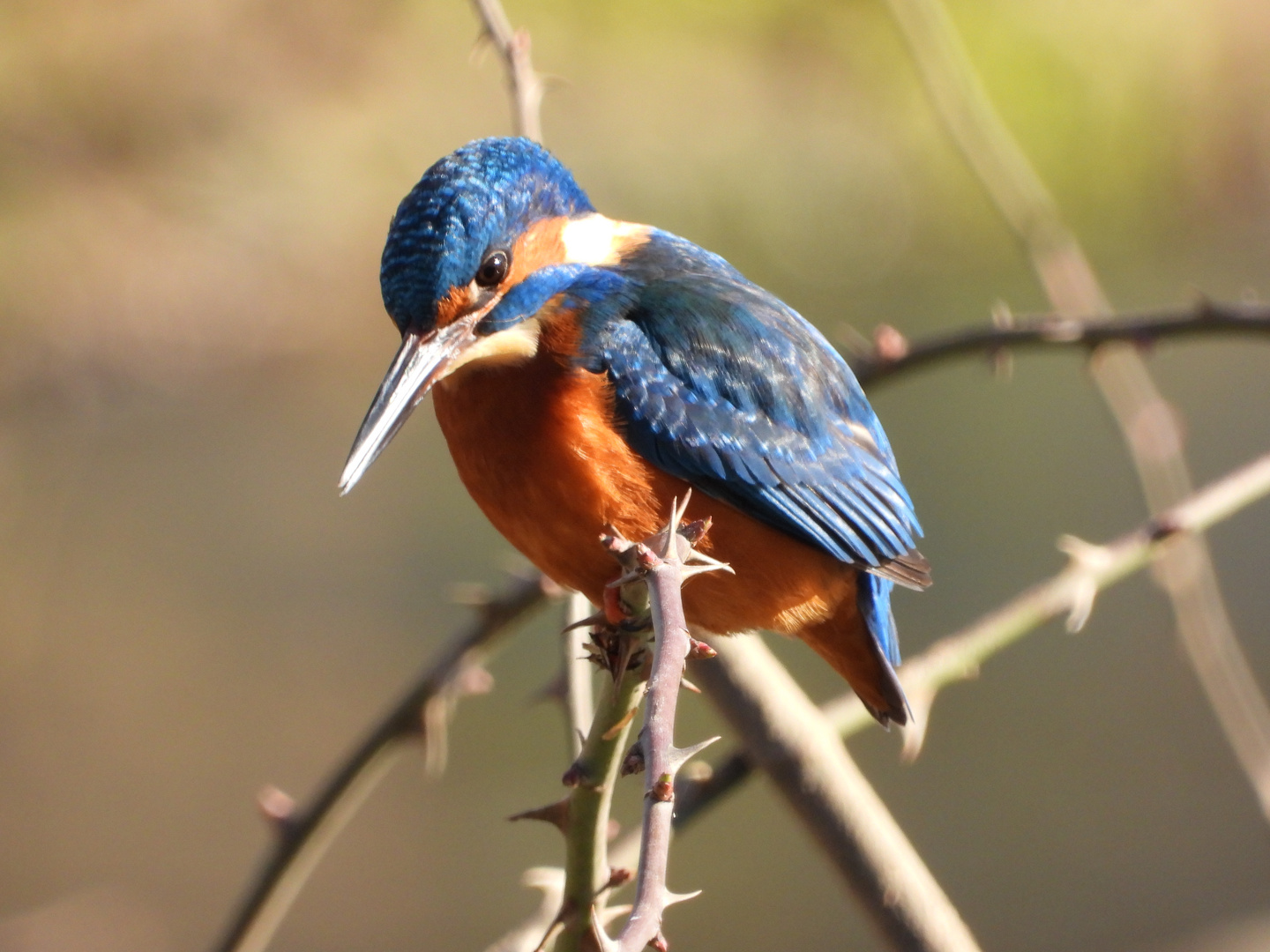 Eisvogel .....