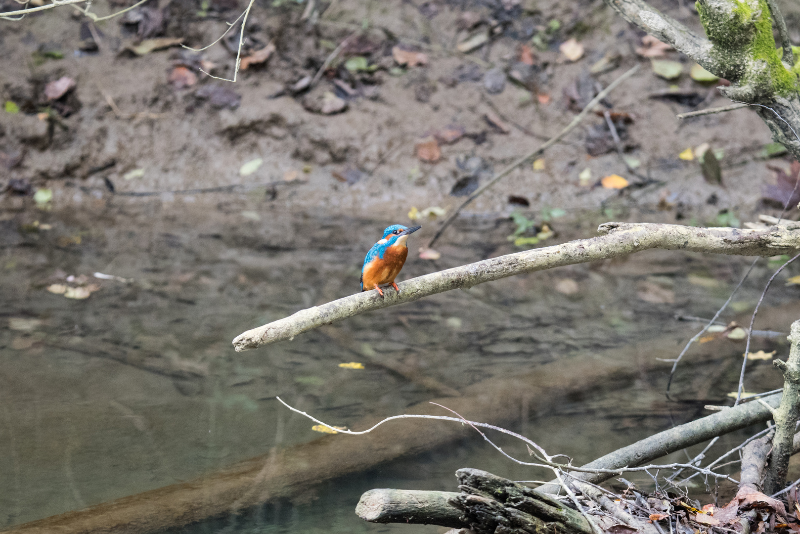 Eisvogel