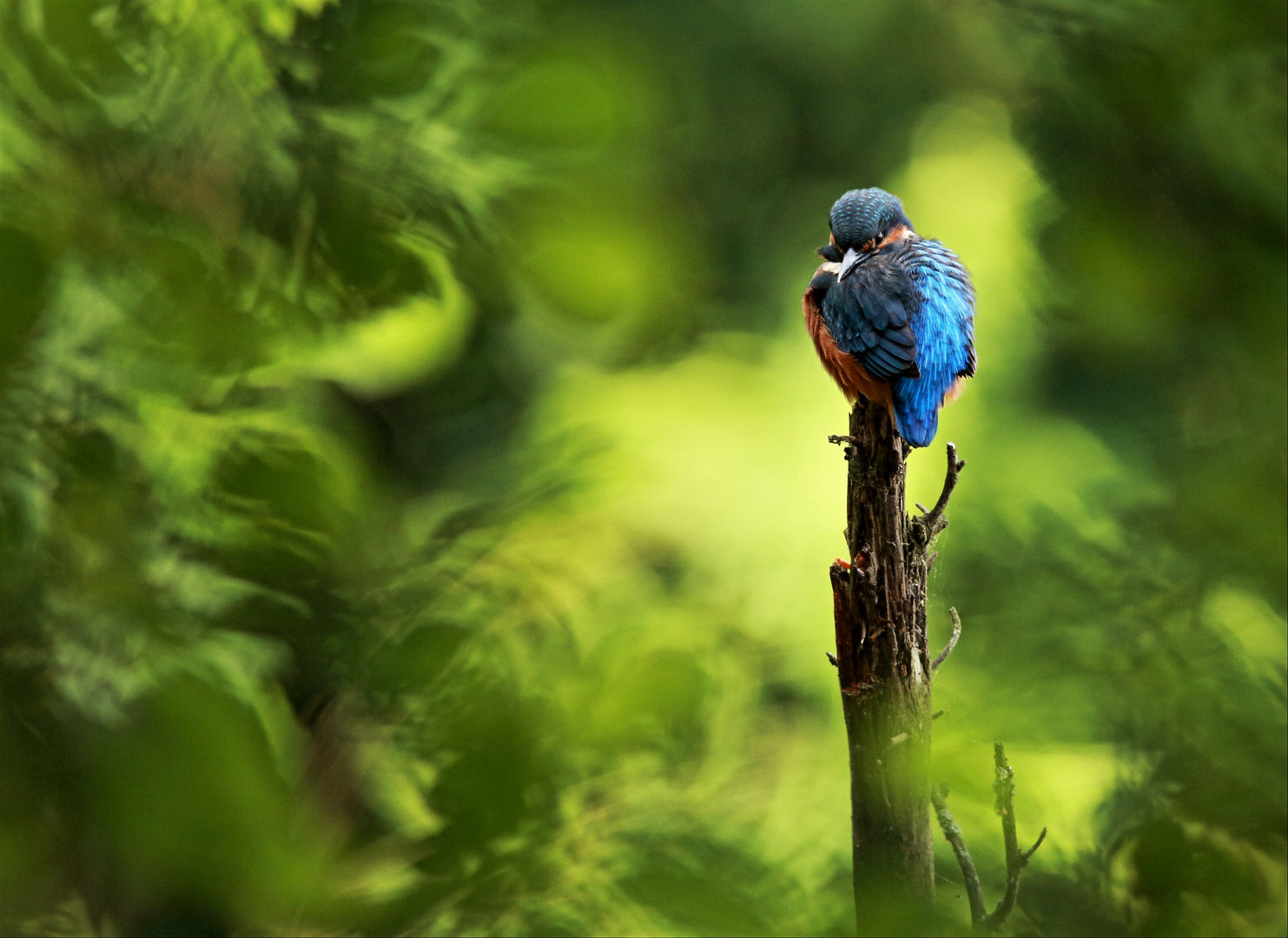 Eisvogel