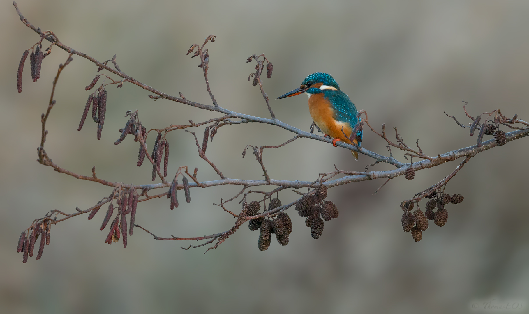 Eisvogel