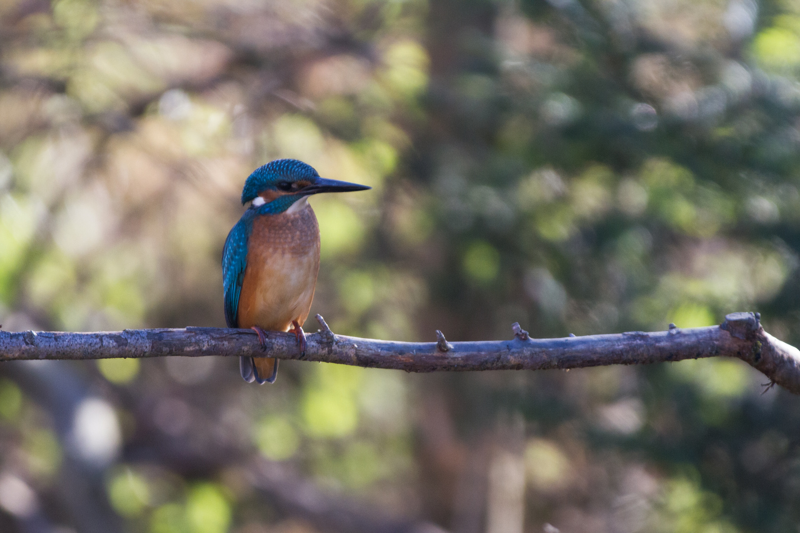 Eisvogel