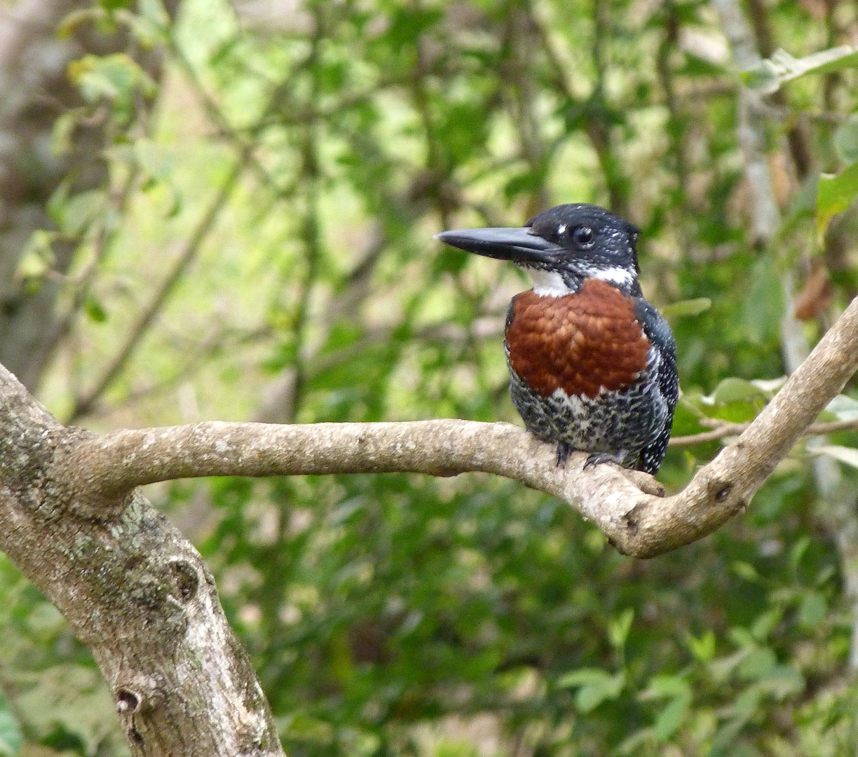 Eisvogel