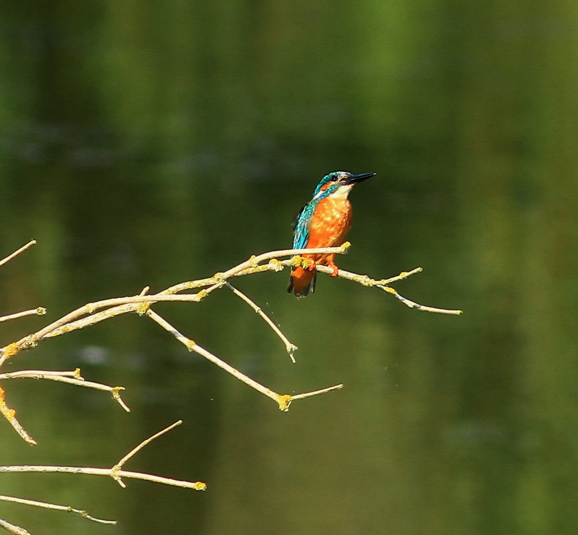 Eisvogel