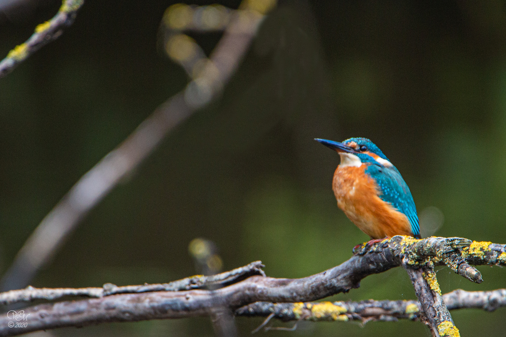 Eisvogel