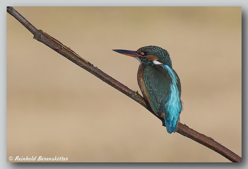 Eisvogel