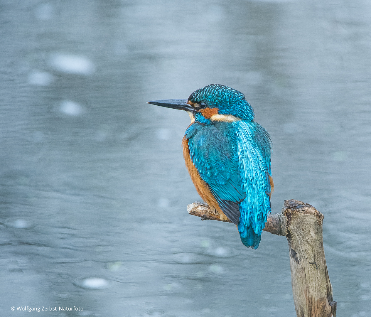 Eisvogel