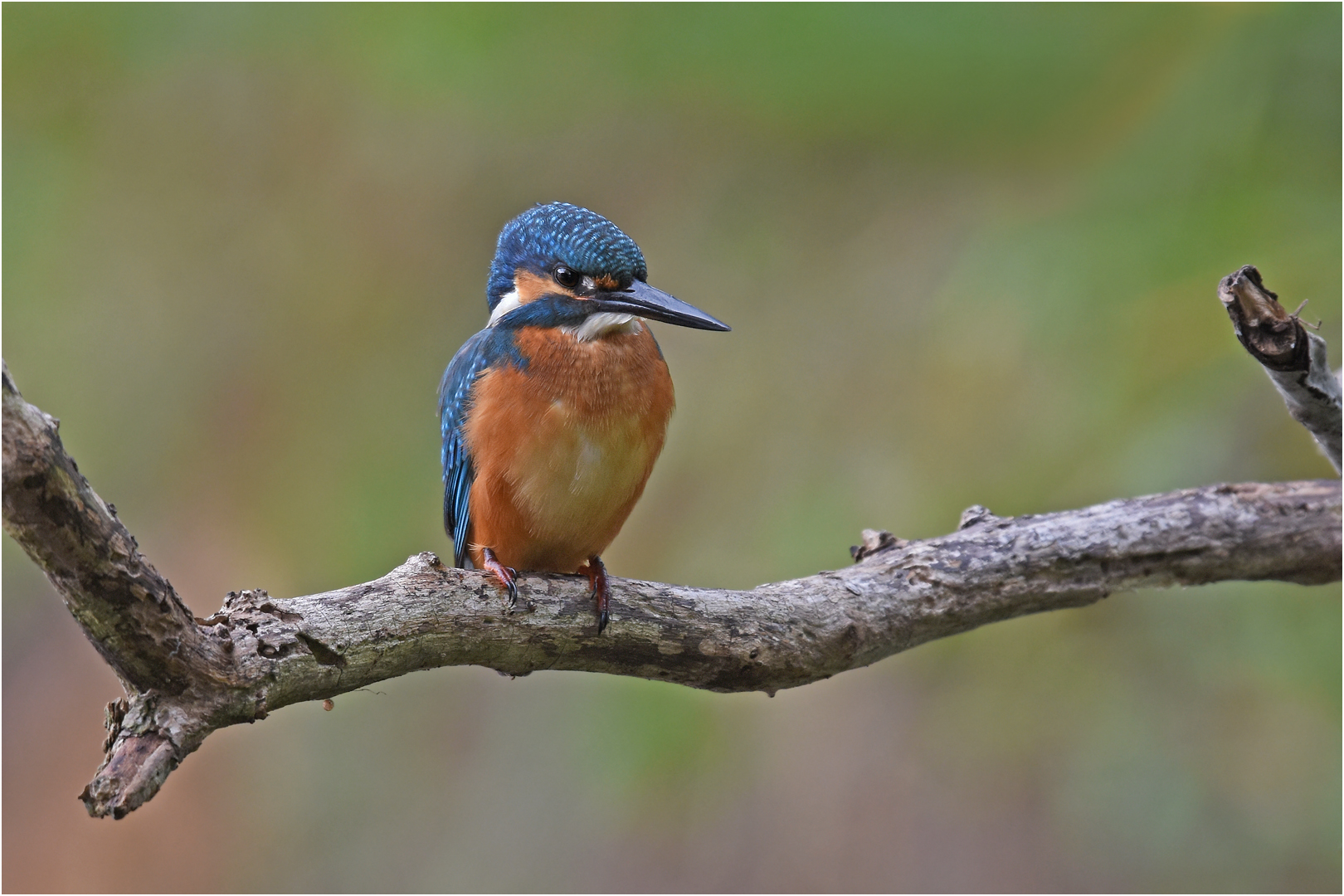 Eisvogel