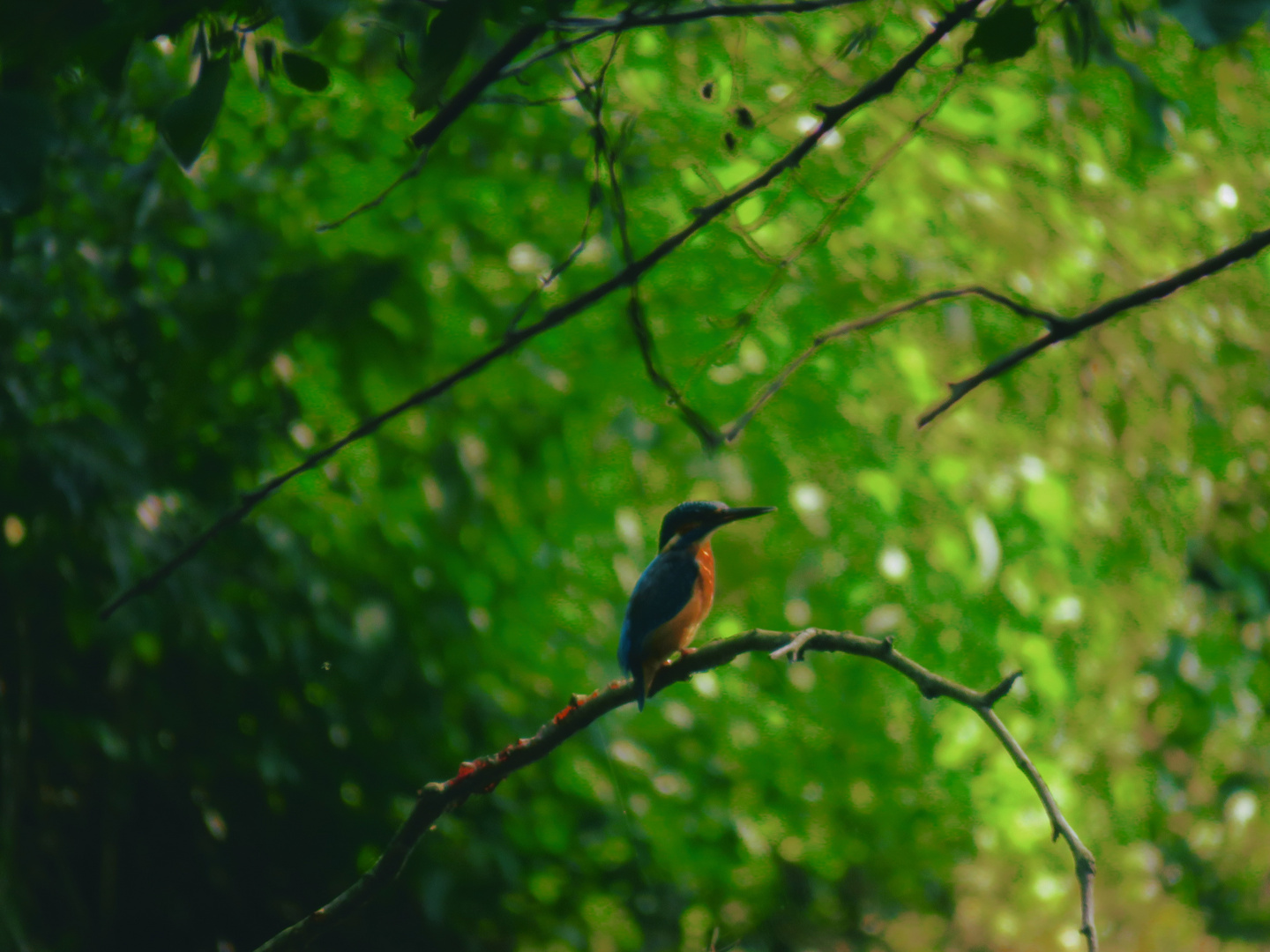 Eisvogel