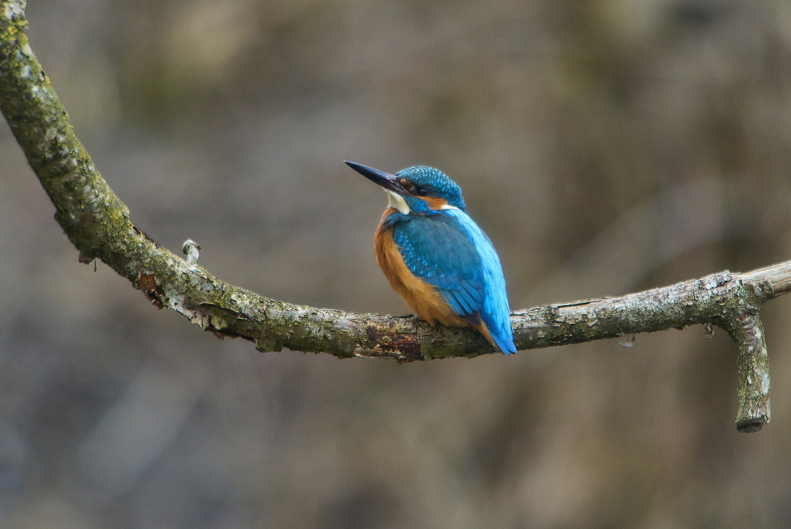 Eisvogel