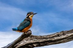 Eisvogel