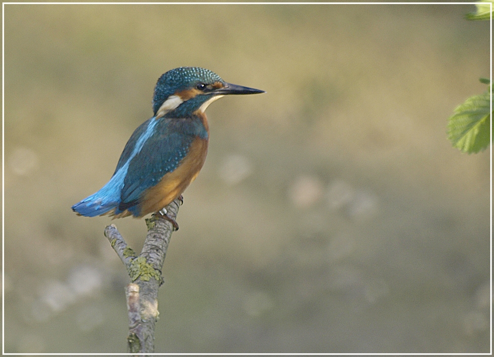 Eisvogel