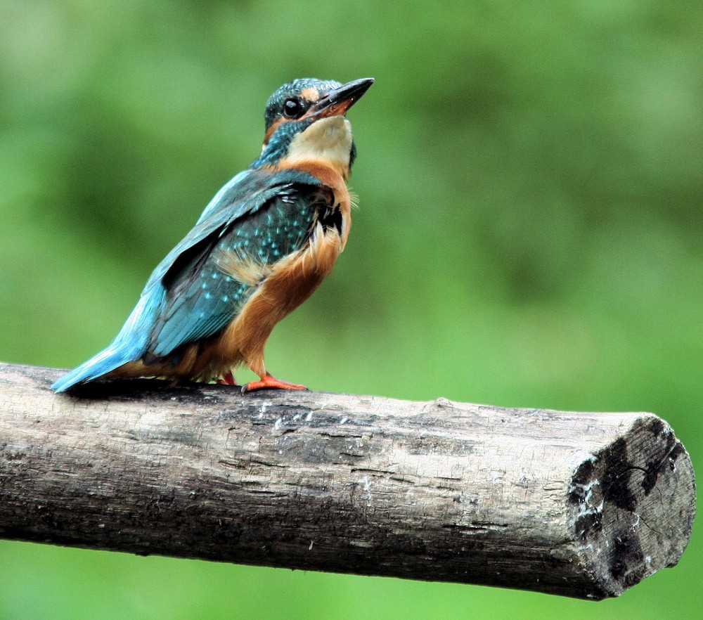 EISVOGEL