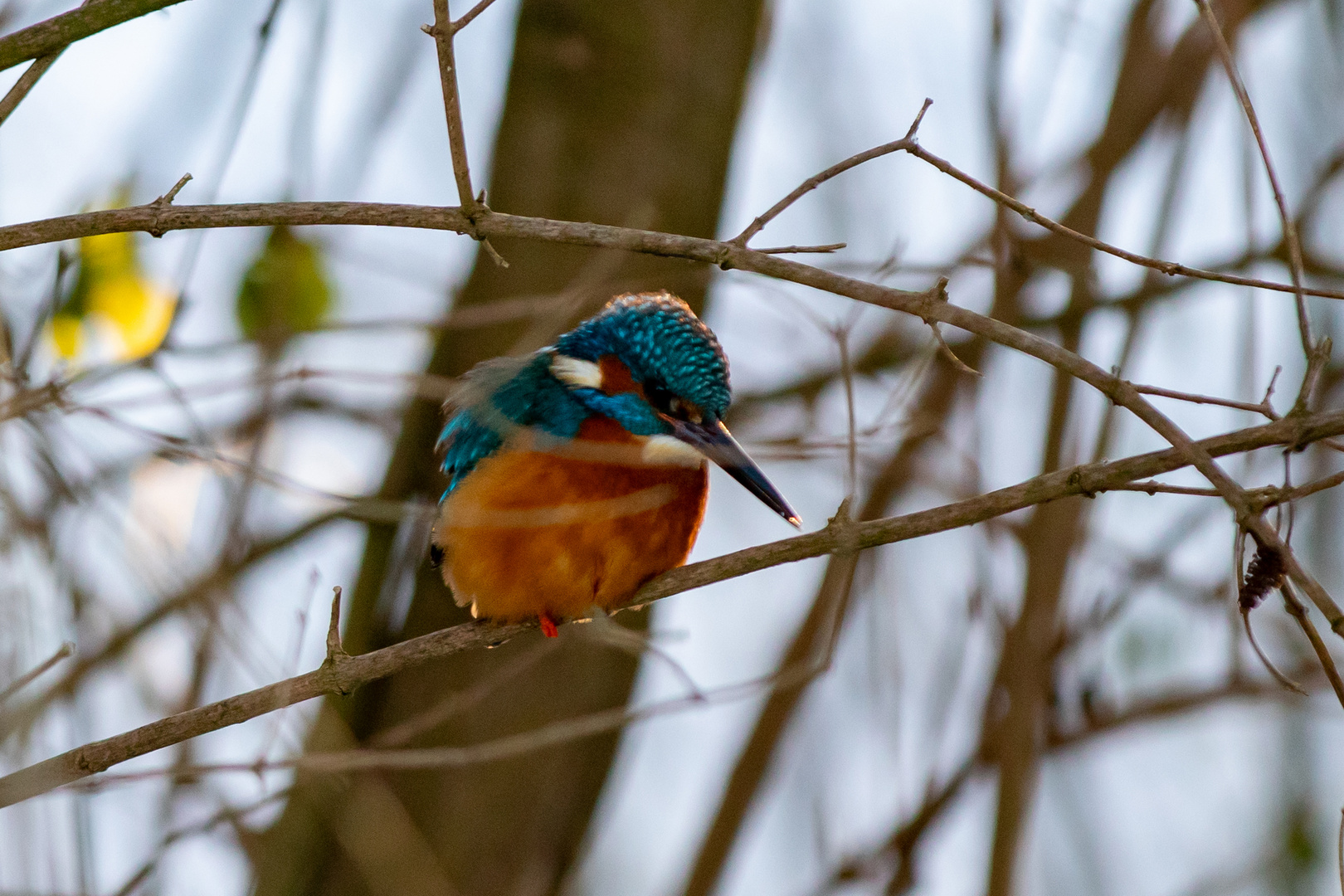 Eisvogel