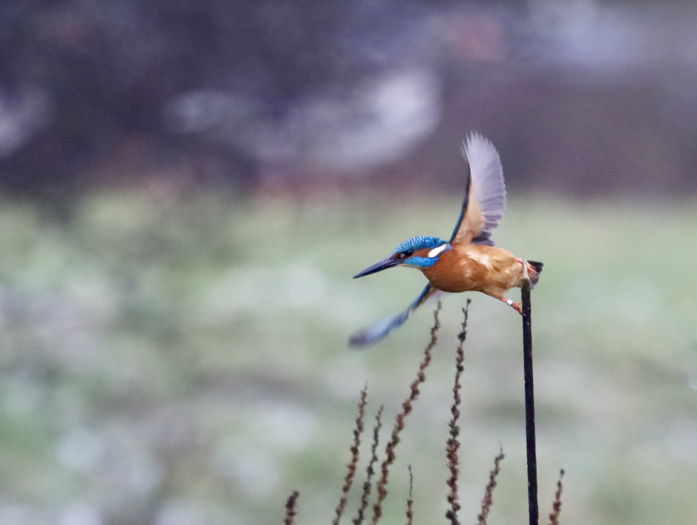 Eisvogel