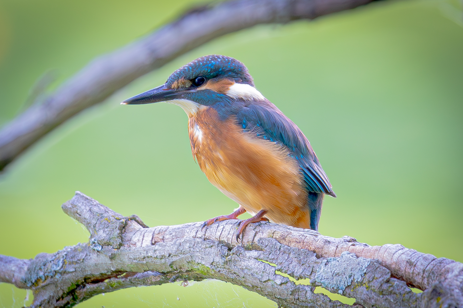 Eisvogel