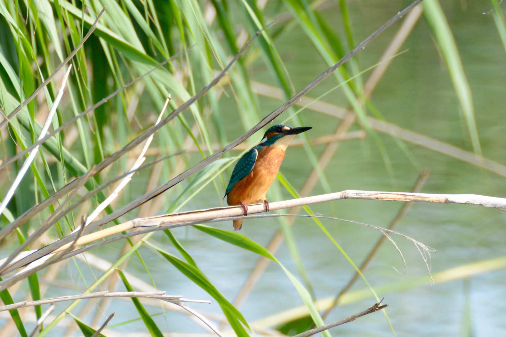 Eisvogel 