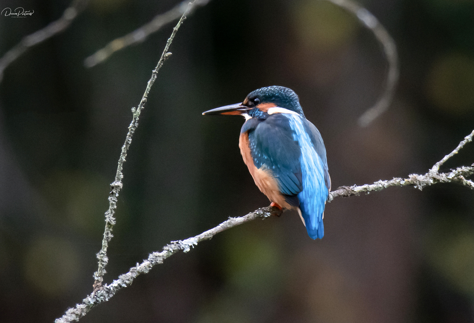 Eisvogel