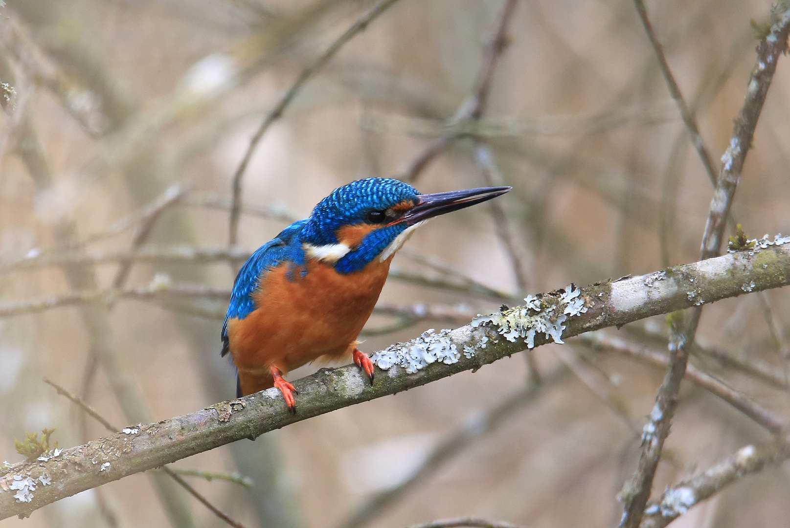 Eisvogel