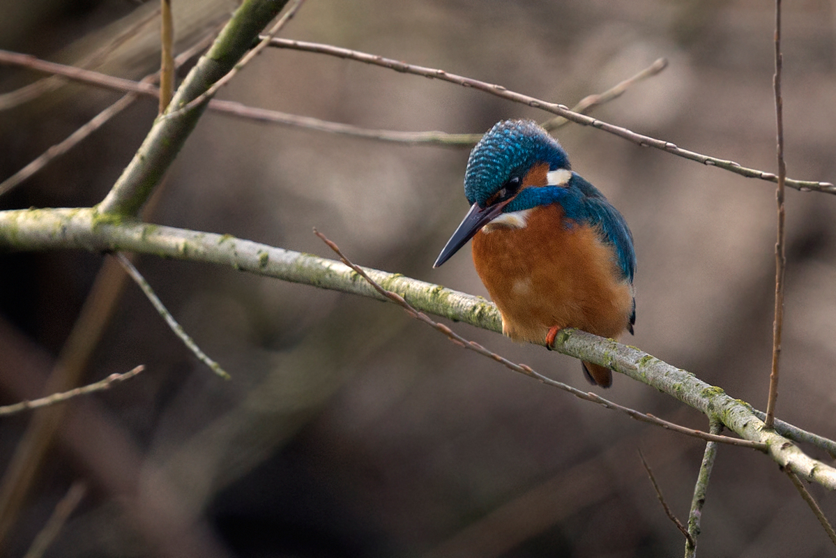 Eisvogel