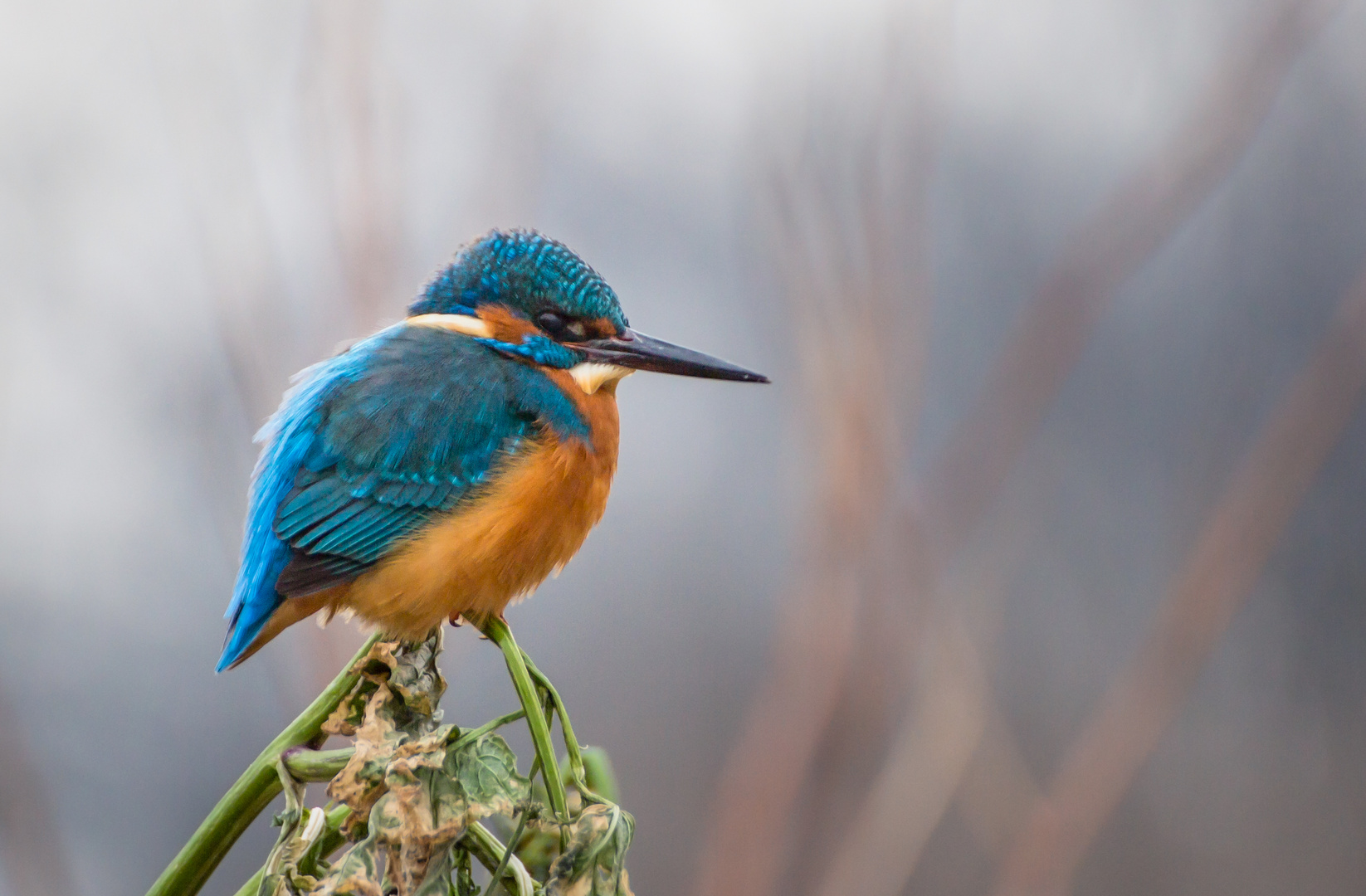 Eisvogel