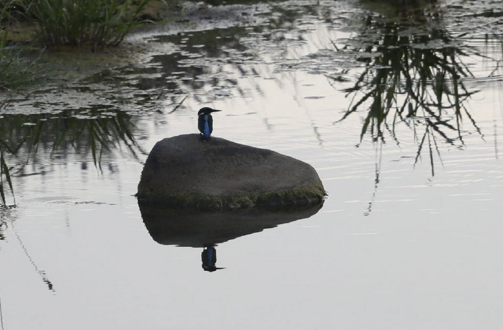 Eisvogel