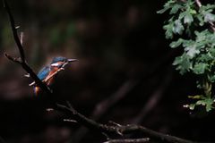 Eisvogel.......