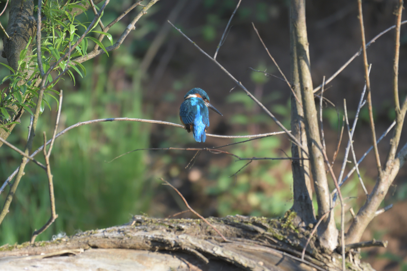 Eisvogel