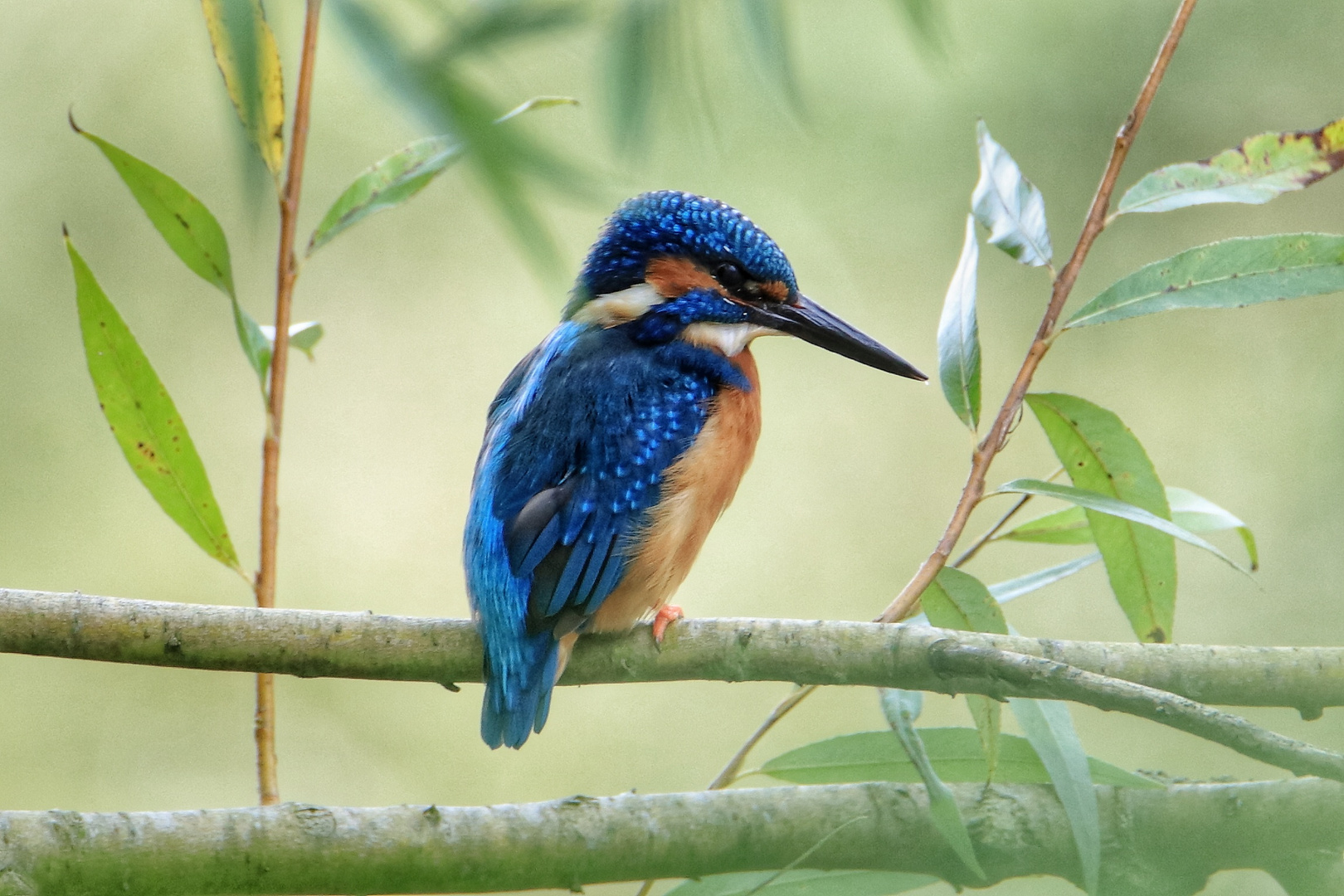 Eisvogel 