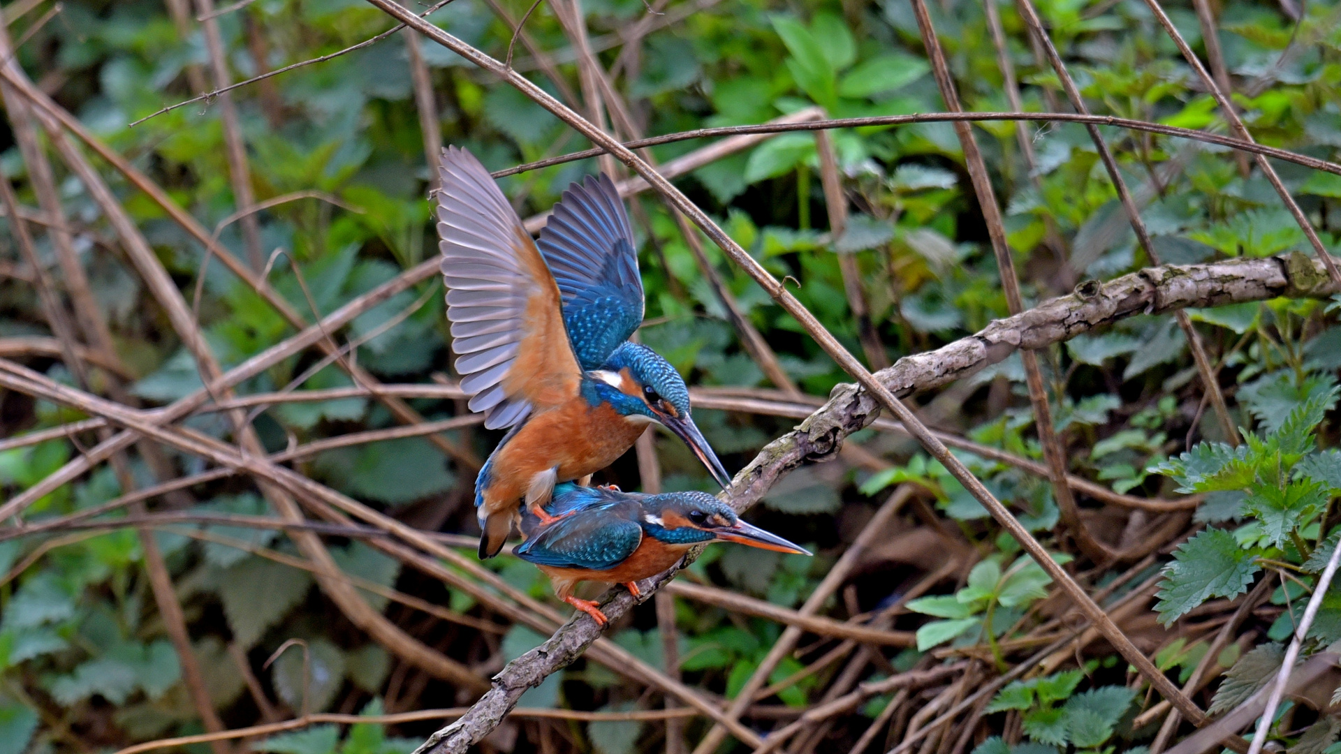 Eisvogel