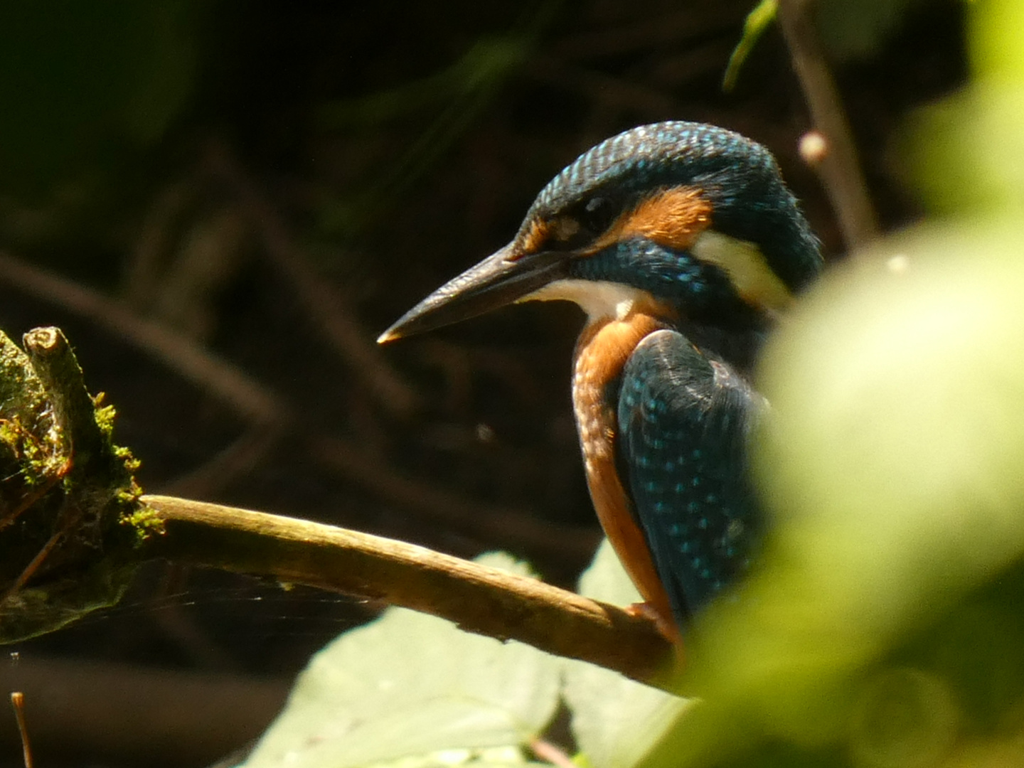 Eisvogel!