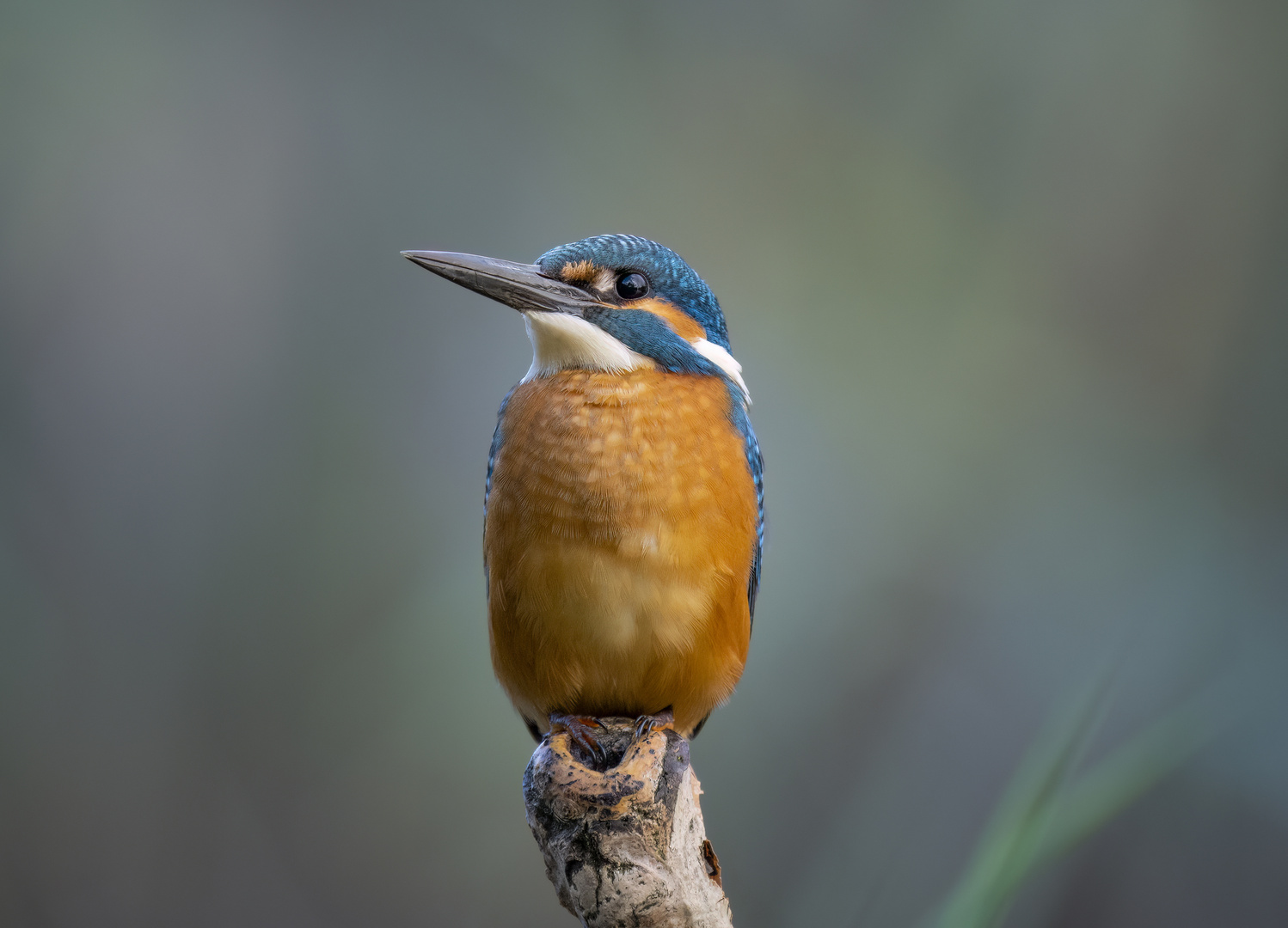 Eisvogel