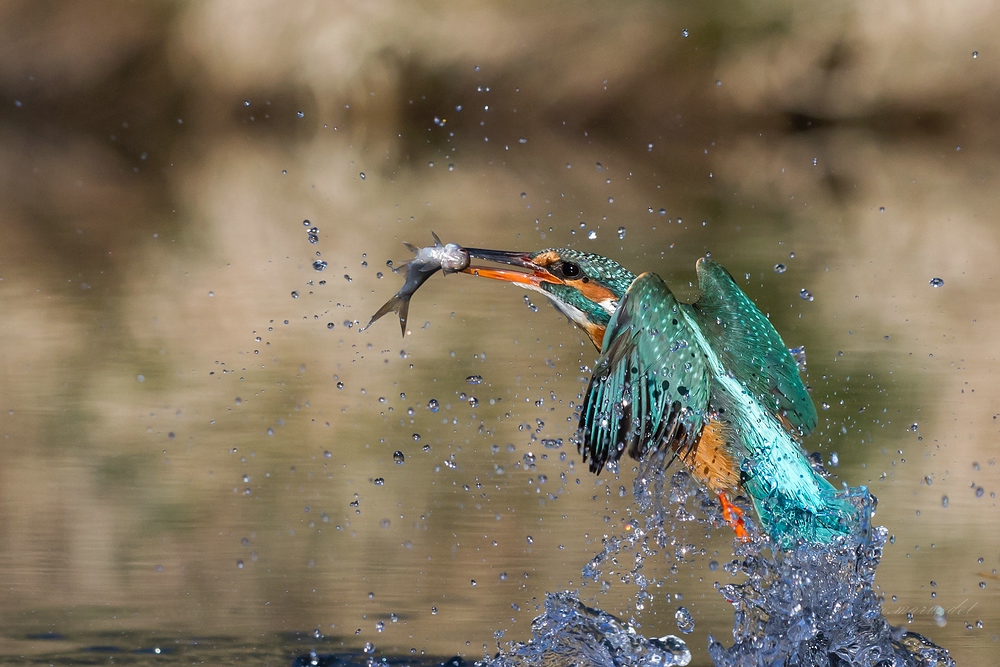 Eisvogel