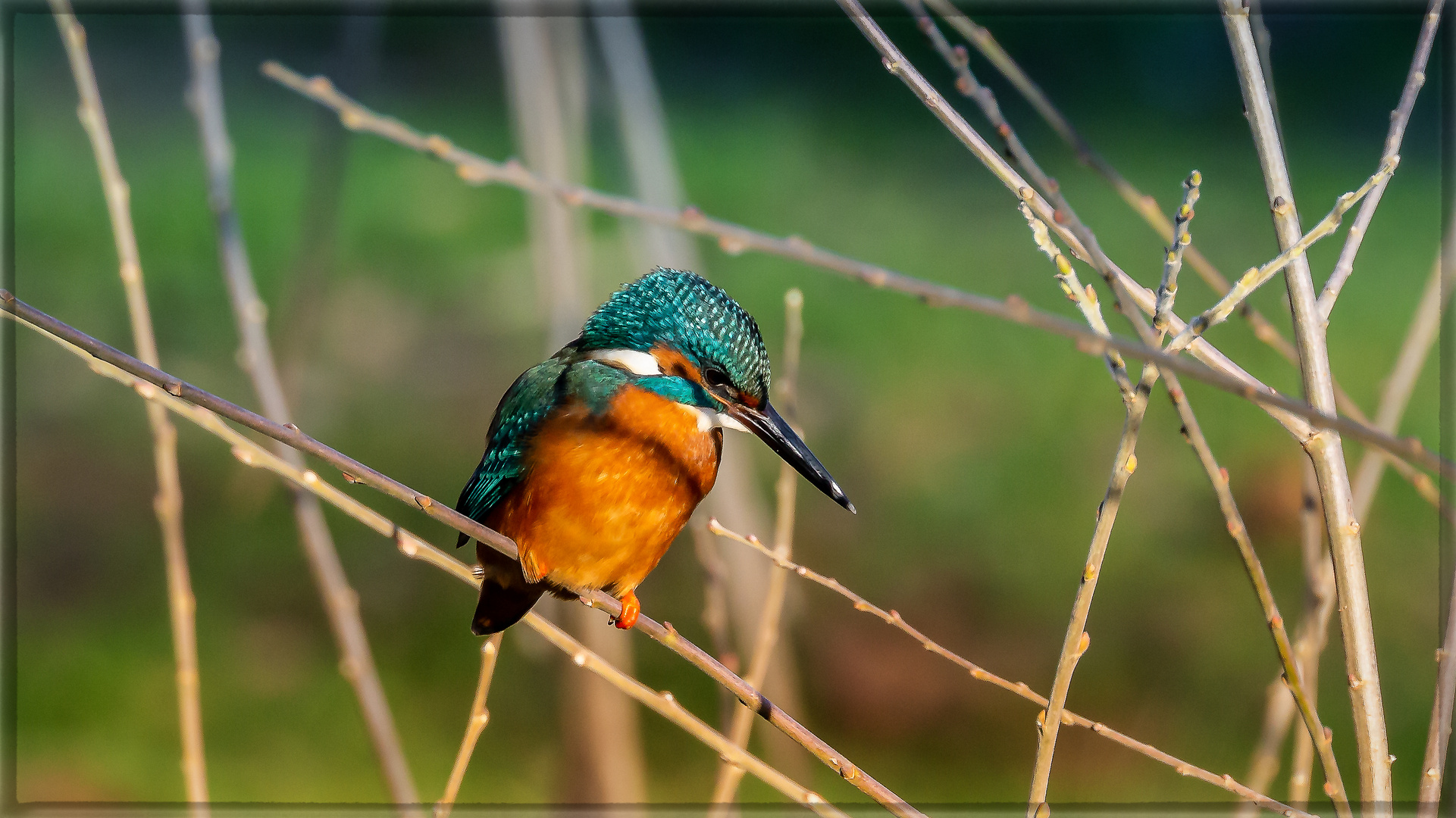 Eisvogel