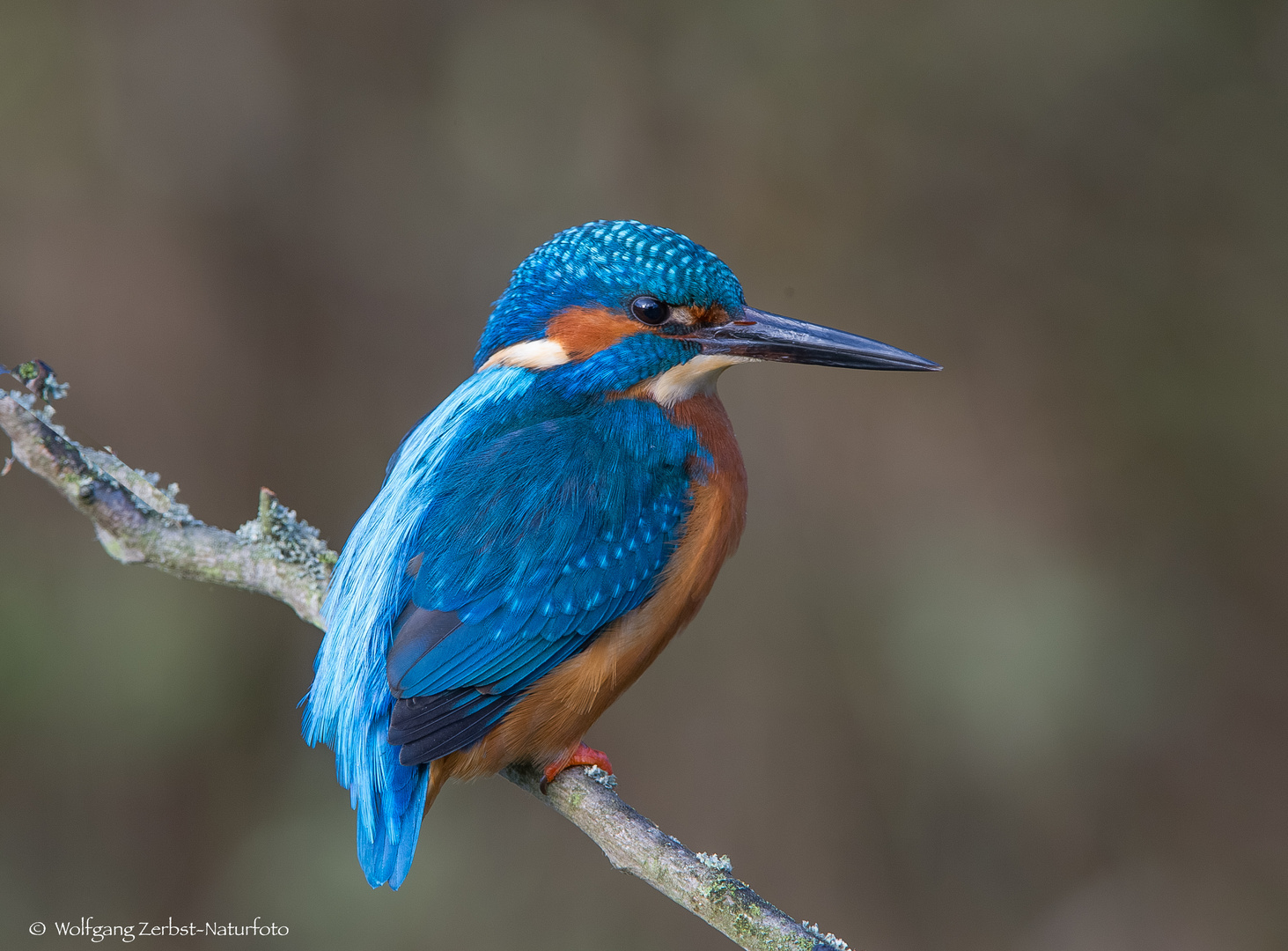   - EISVOGEL -