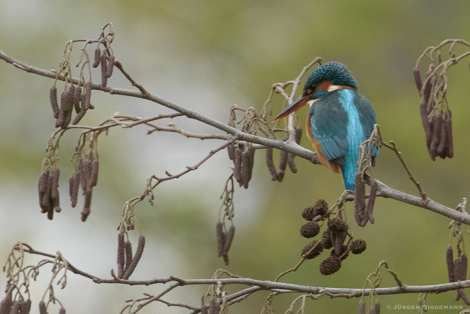 Eisvogel