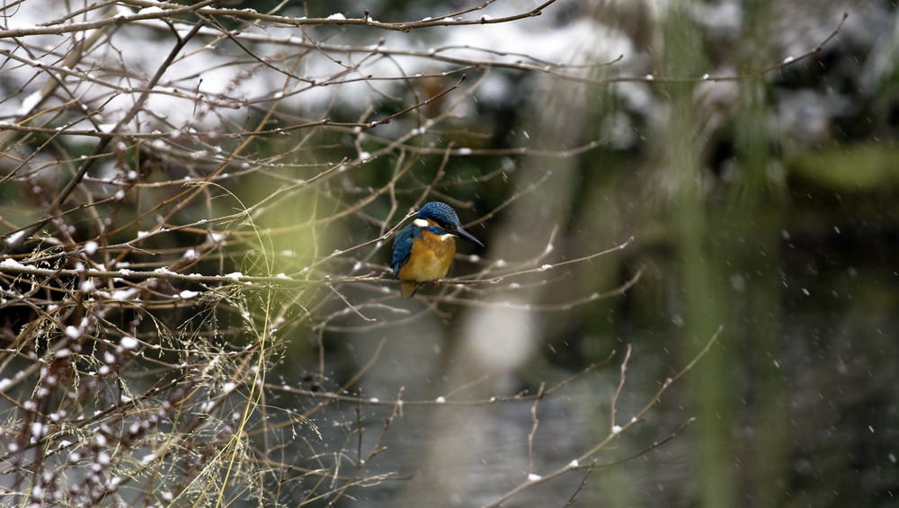 Eisvogel