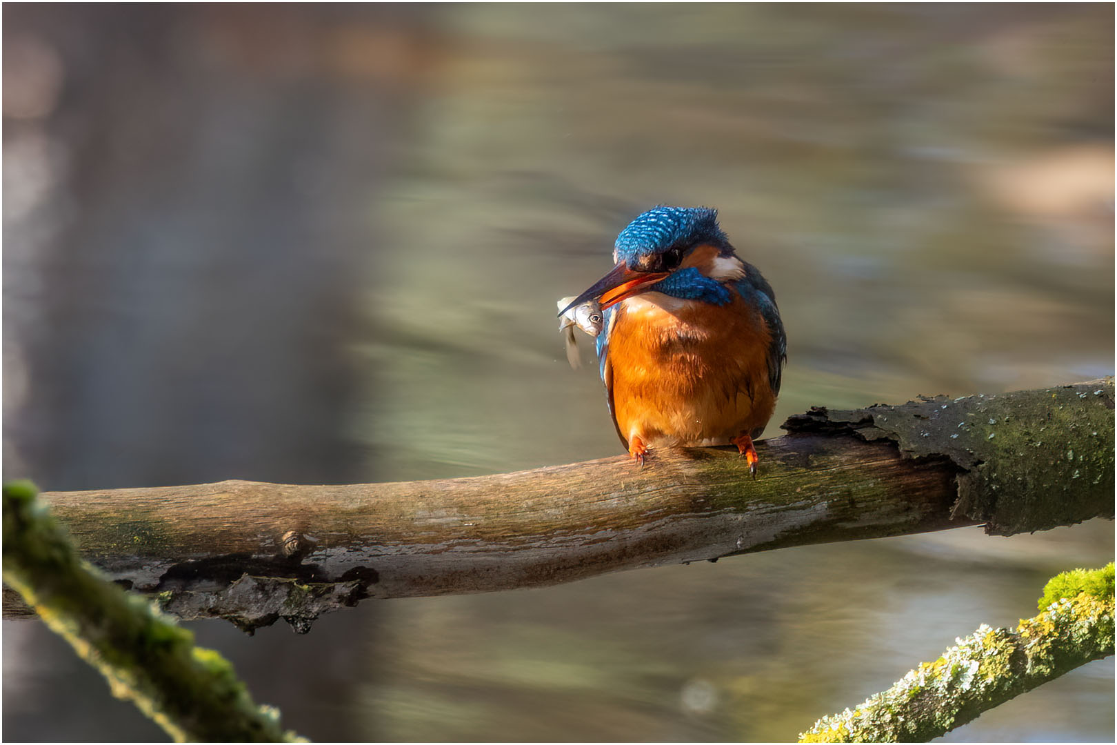 Eisvogel